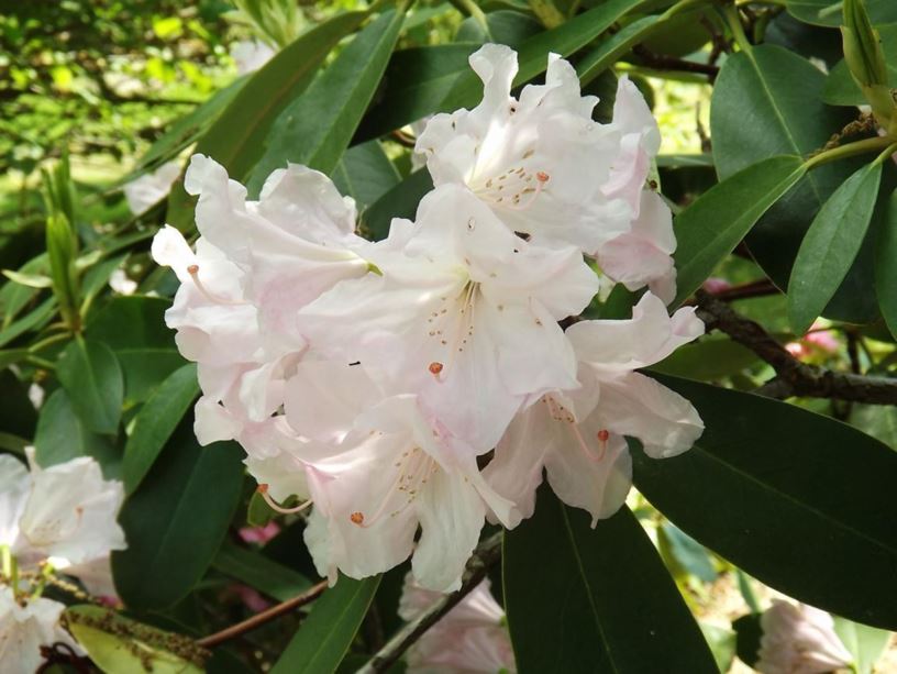 Rhododendron 'Pink Truffle' - Pink Truffle rhododendron