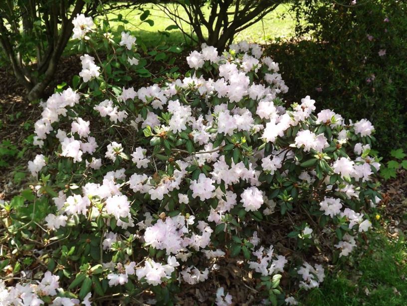Rhododendron 'Hindsight' - Hindsight rhododendron