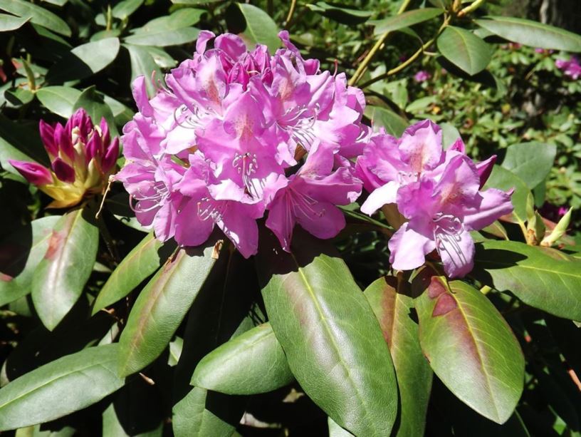 Rhododendron 'Catawbiense Boursault' - Catawbiense Boursault rhododendron