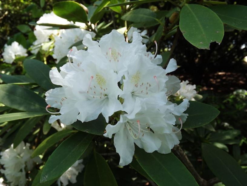 Rhododendron 'Boule de Neige' - ball-of-snow rhododendron, Boule de Neige rhododendron