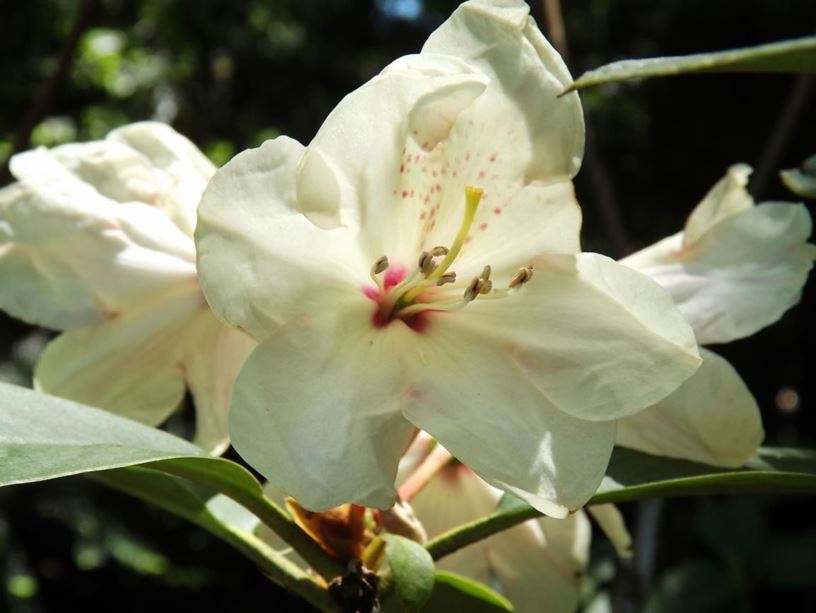 Rhododendron 'Yellow Streaker' - Yellow Streaker rhododendron