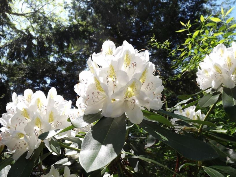 Rhododendron 'Joe Paterno' - Joe Paterno rhododendron