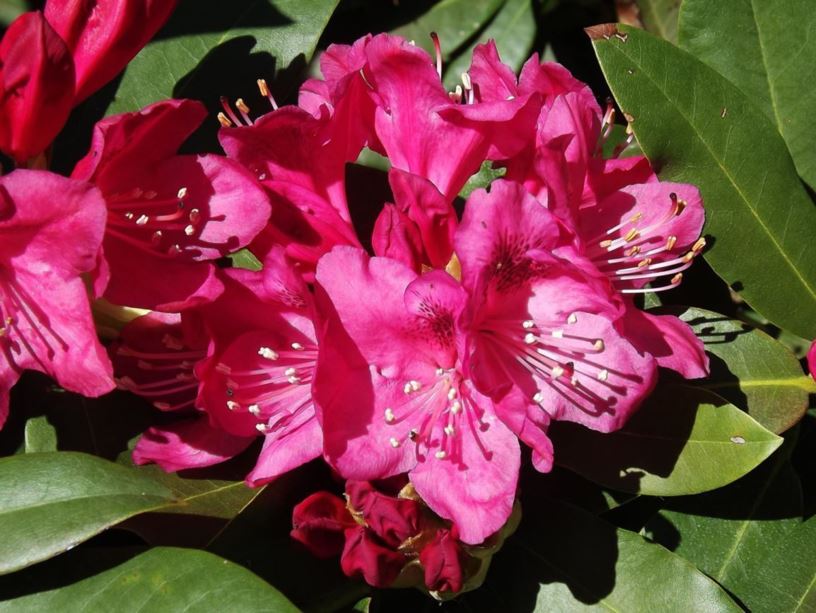 Rhododendron 'Nova Zembla' - Nova Zembla rhododendron