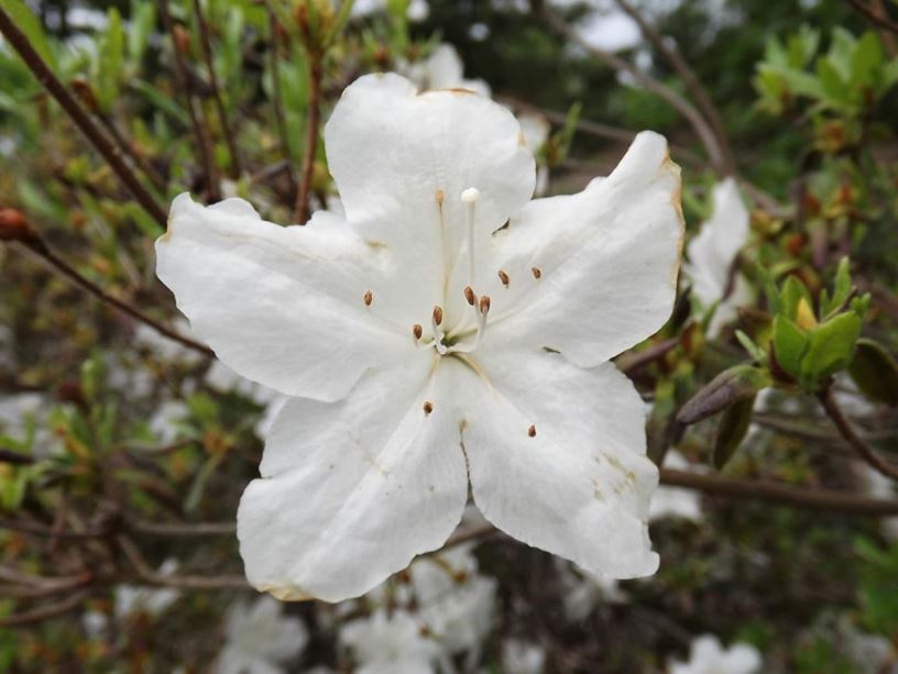 Rhododendron 'Clara Marie' - Clara Marie azalea
