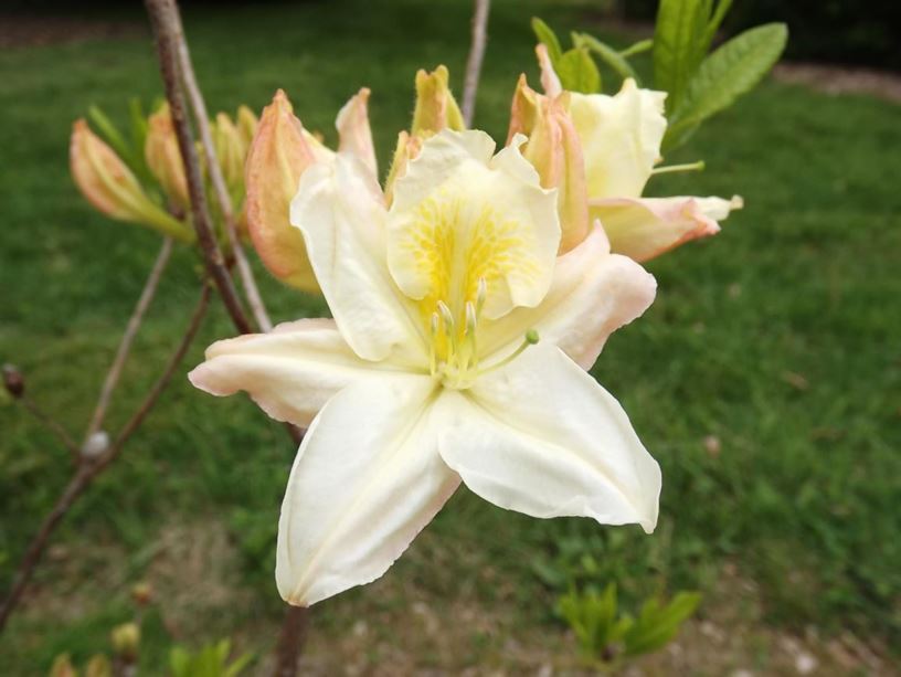Rhododendron 'Knap Hill White' - Knap Hill White azalea