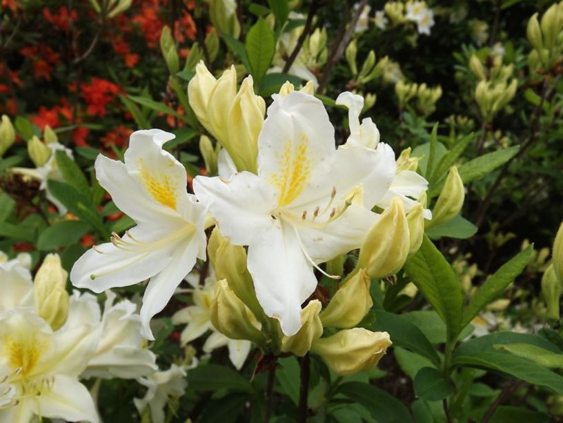 Rhododendron 'Exbury White' - Exbury White azalea