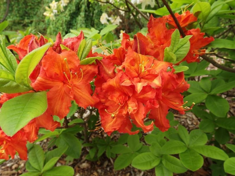 Rhododendron 'Corringe' - Corringe azalea