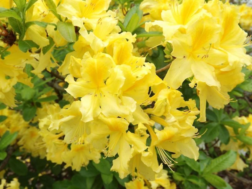Rhododendron 'Sham's Yellow' - Sham's Yellow azalea