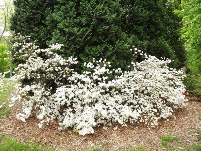 Rhododendron 'Custom White' - Custom White azalea
