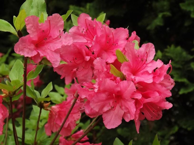 Rhododendron 'Hino Pink' - Hino Pink azalea
