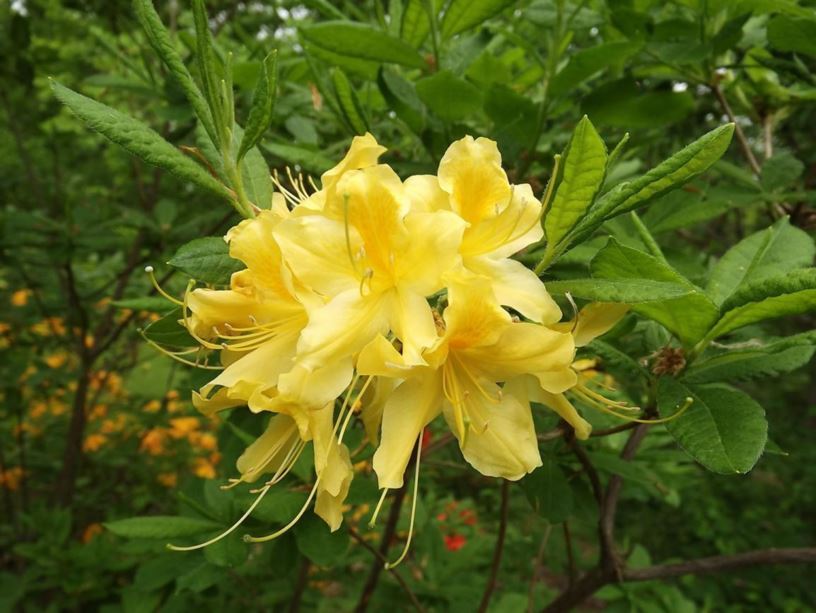 Rhododendron 'Morris Gold' - Morris Gold azalea
