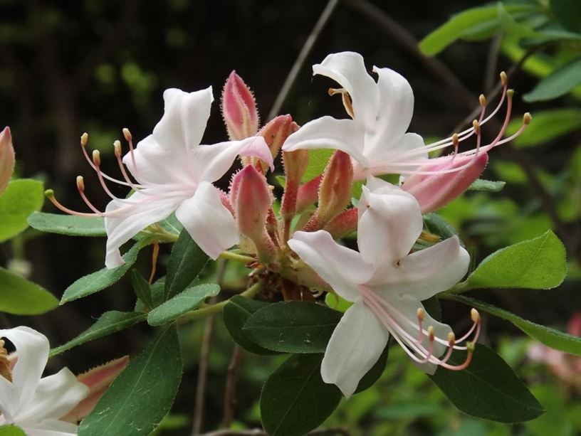 Rhododendron 'Choptank River' - Choptank River azalea