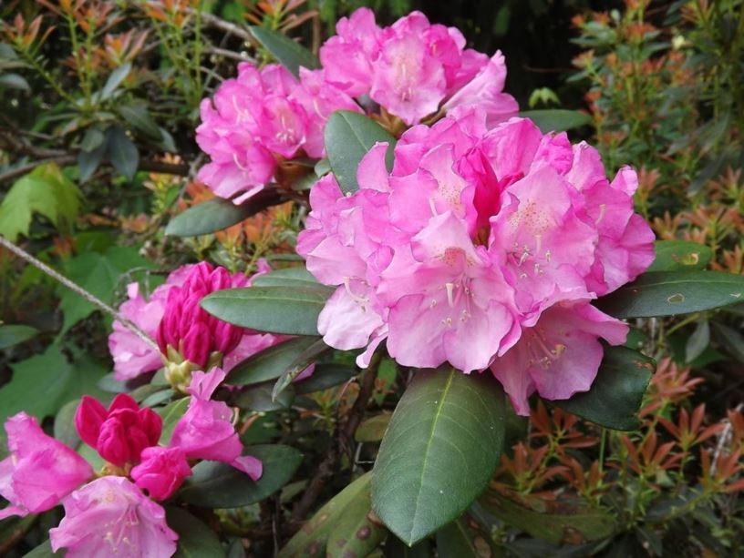 Rhododendron 'Hachmann's Polaris' - Hachmann's Polaris rhododendron