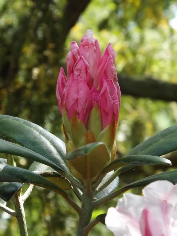 Rhododendron 'Yaku Queen' - Yaku Queen rhododendron