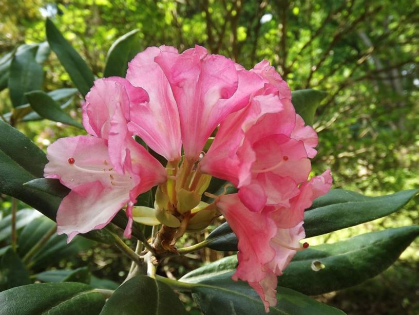 Rhododendron 'Yaku Duke' - Yaku Duke rhododendron