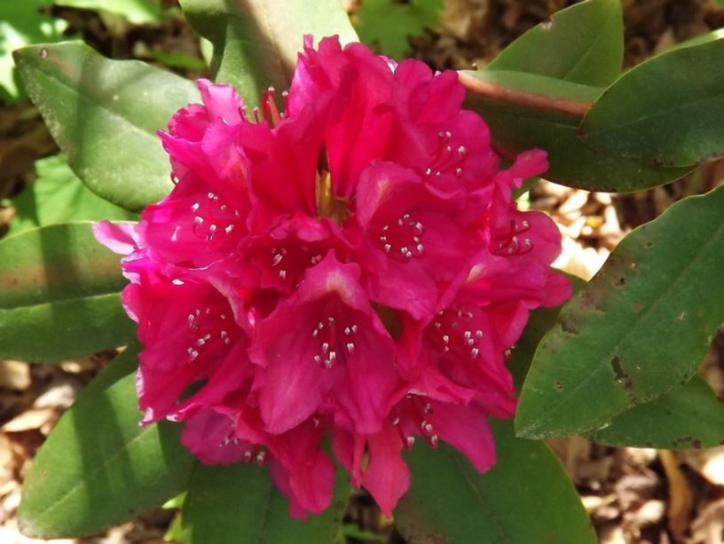 Rhododendron 'Redder Yet' - Redder Yet rhododendron
