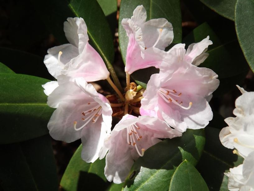 Rhododendron 'Spring Frolic' - Spring Frolic rhododendron