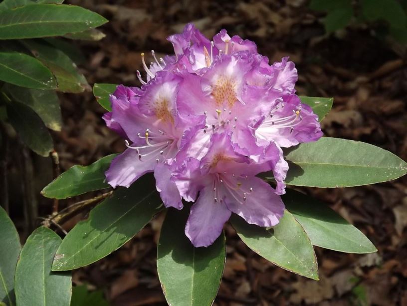 Rhododendron 'Lilac Lagoon' - Lilac Lagoon rhododendron