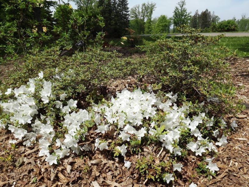 Rhododendron 'Delaware Valley White' - Delaware Valley White azalea