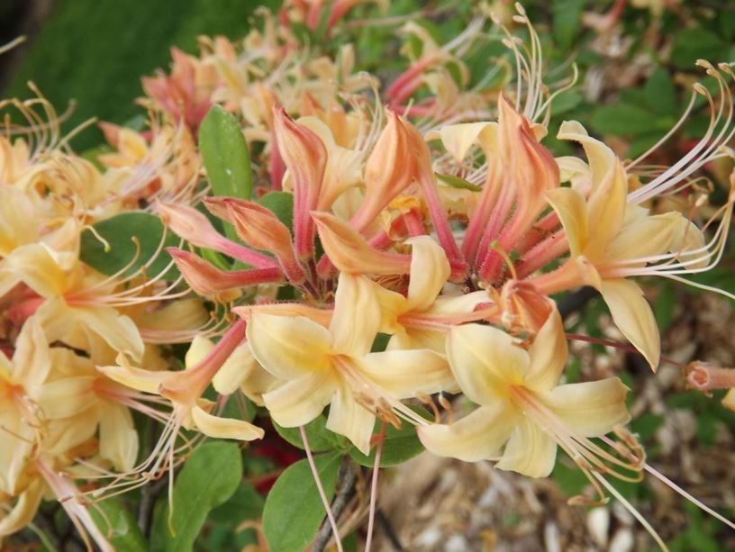 Rhododendron 'My Mary' - My Mary azalea