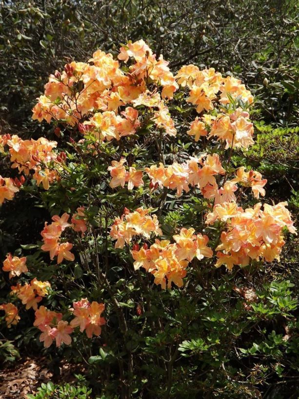 Rhododendron 'Ilam Peachy Keen' - Ilam Peachy Keen azalea