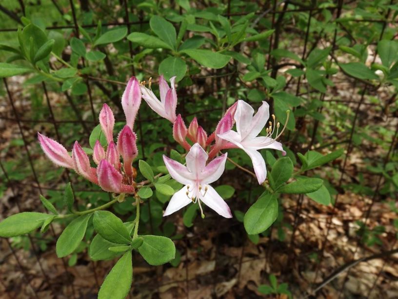 Rhododendron 'Marydel' - Marydel azalea