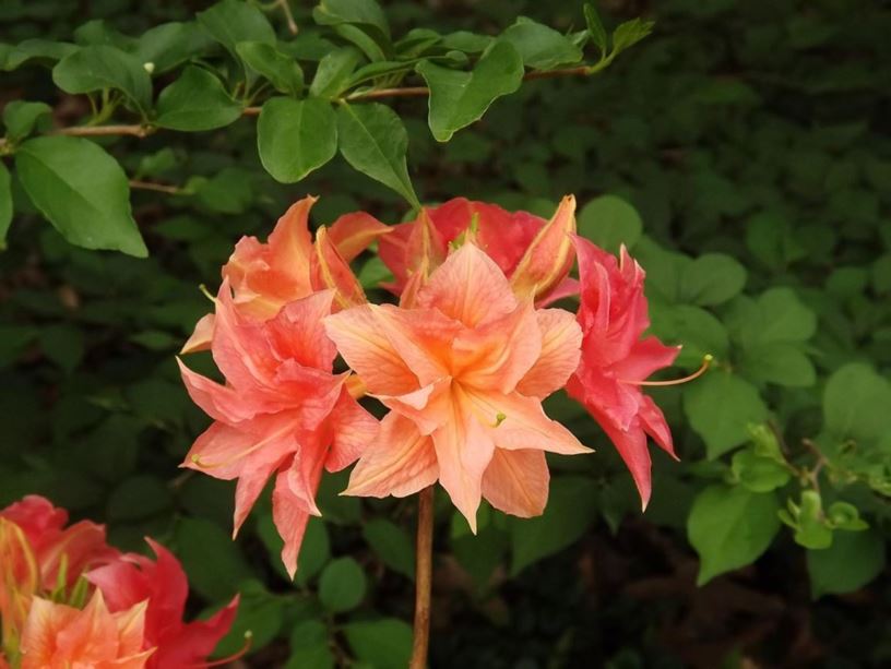 Rhododendron 'Norma' - Norma azalea