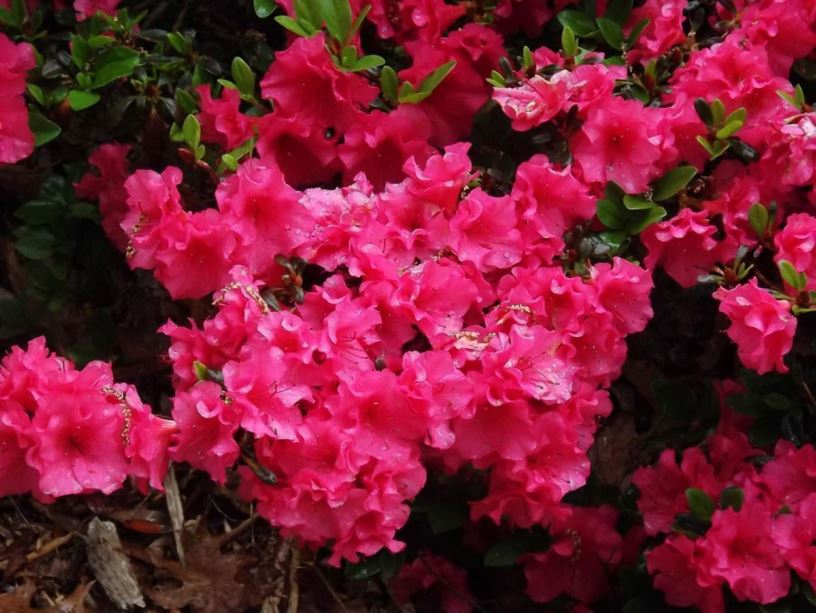 Rhododendron 'Girard Caroline' - Girard Caroline azalea