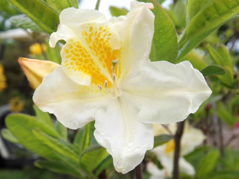 Rhododendron 'White Cap' - White Cap azalea
