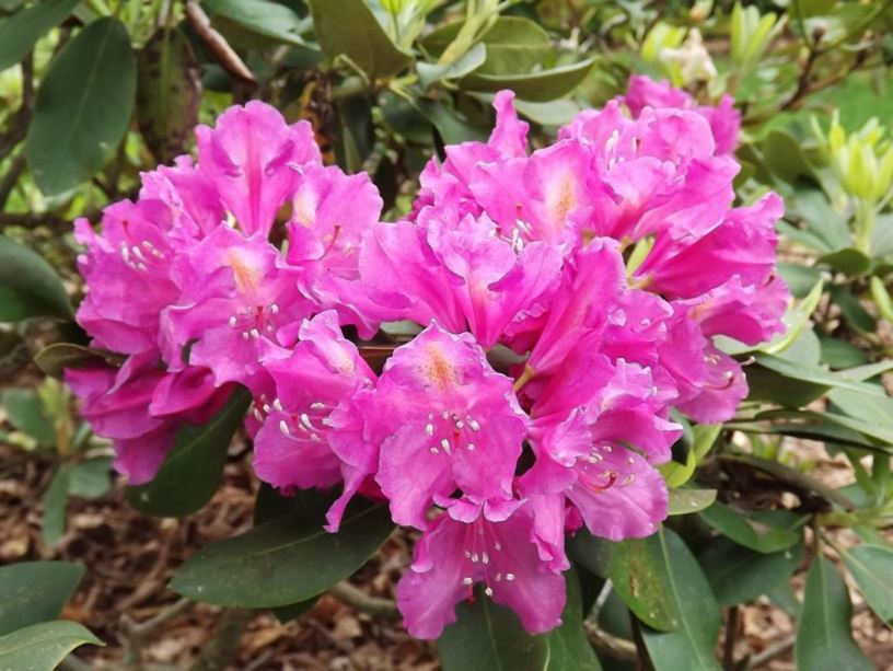 Rhododendron 'Delp's Whirlwind' - Delp's Whirlwind rhododendron
