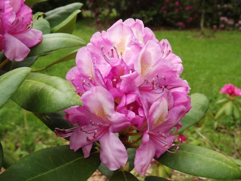 Rhododendron 'Harrisville' - Harrisville rhododendron