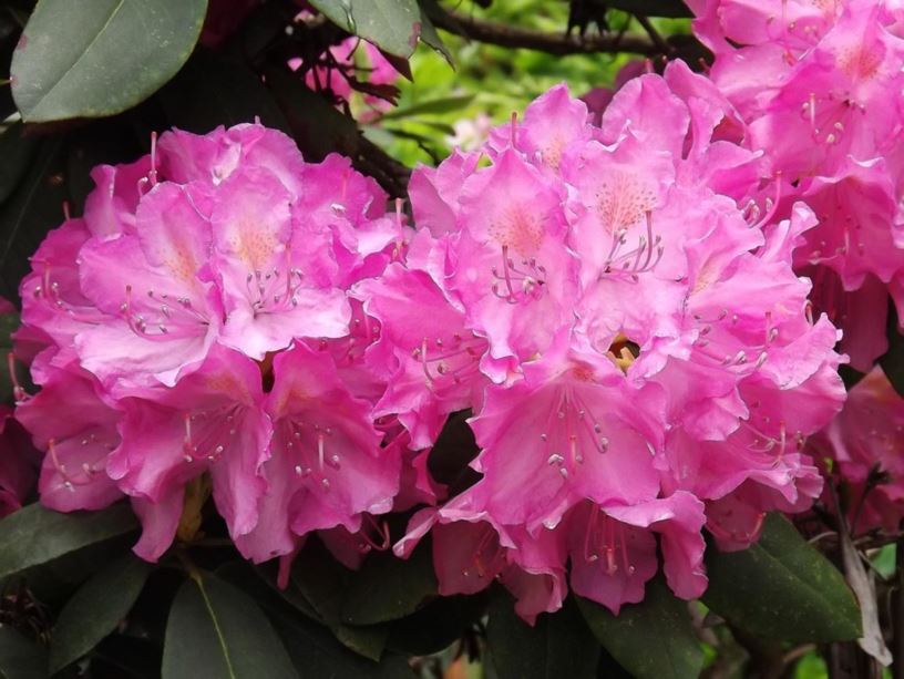 Rhododendron 'English Roseum' - English Roseum rhododendron