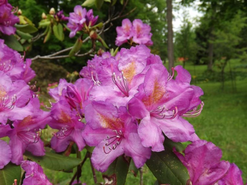 Rhododendron 'Nebula' - Nebula rhododendron