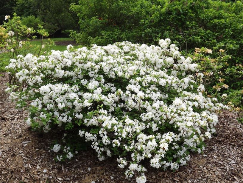 Rhododendron 'Whitethroat' - Whitethroat azalea
