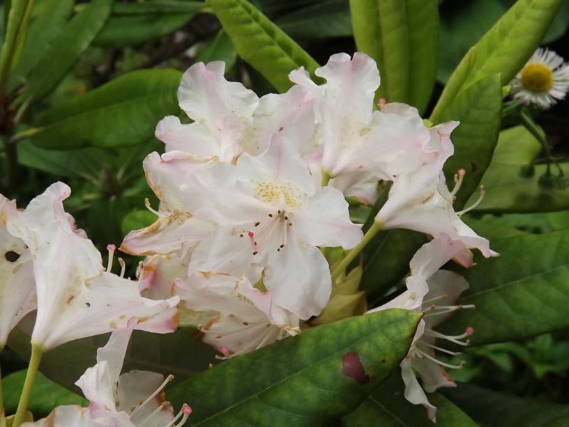 Rhododendron 'Saint Michel' - Saint Michel rhododendron