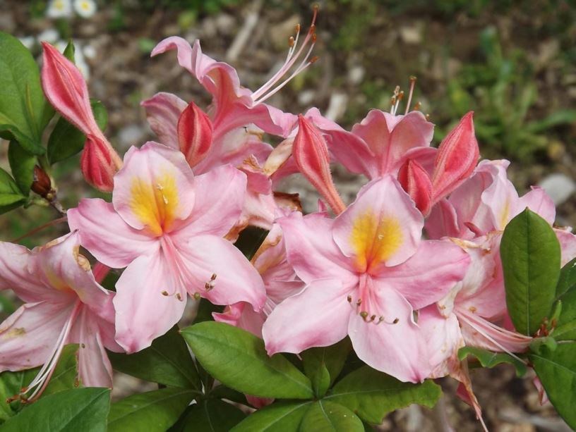 Rhododendron 'Honeysuckle' - Honeysuckle azalea
