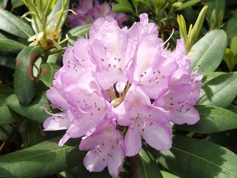 Rhododendron 'Sunnyview' - Sunnyview rhododendron