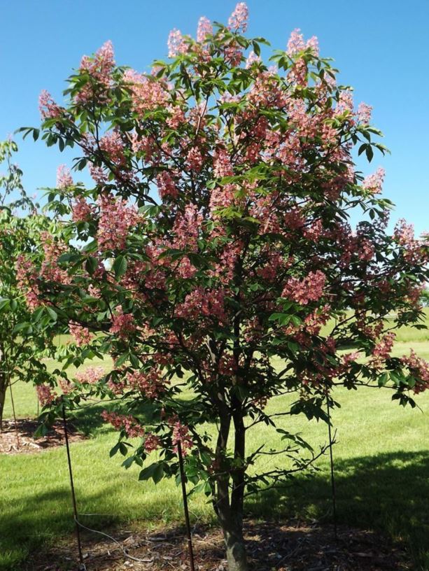 Aesculus × carnea 'Fort McNair' - Fort McNair red horse-chestnut