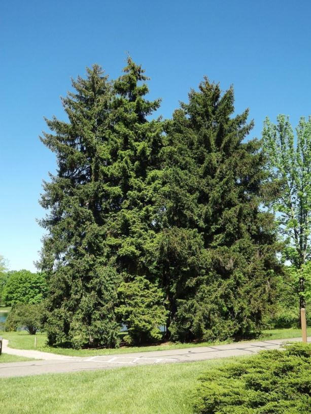 Picea orientalis - oriental spruce