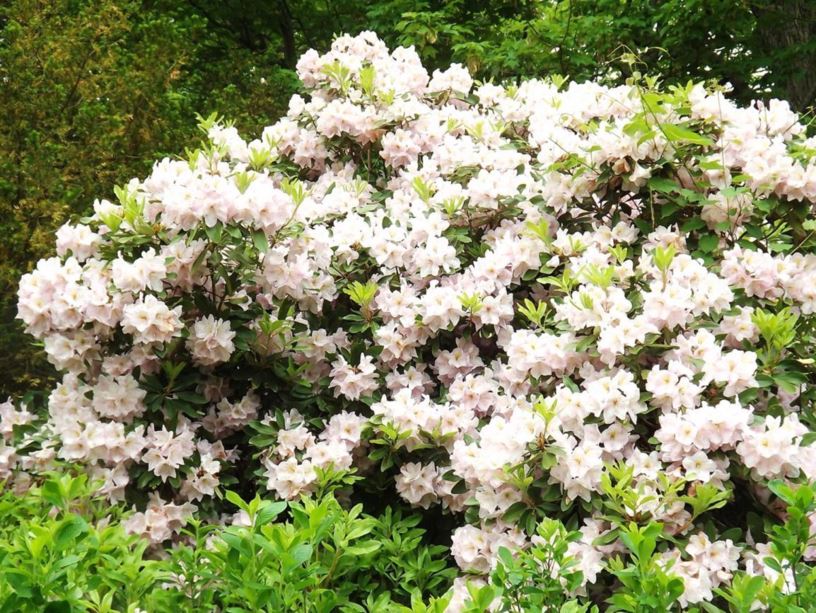 Rhododendron 'Caroline' - Caroline rhododendron