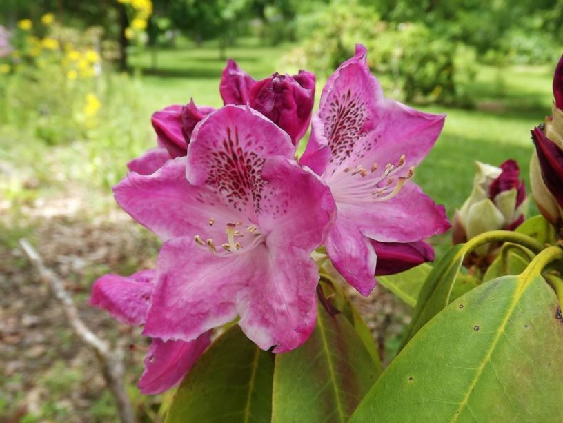 Rhododendron 'Yankee Clipper' - Yankee Clipper rhododendron