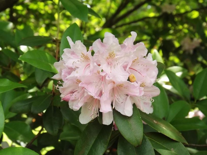 Rhododendron 'Kid Stuff' - Kid Stuff rhododendron