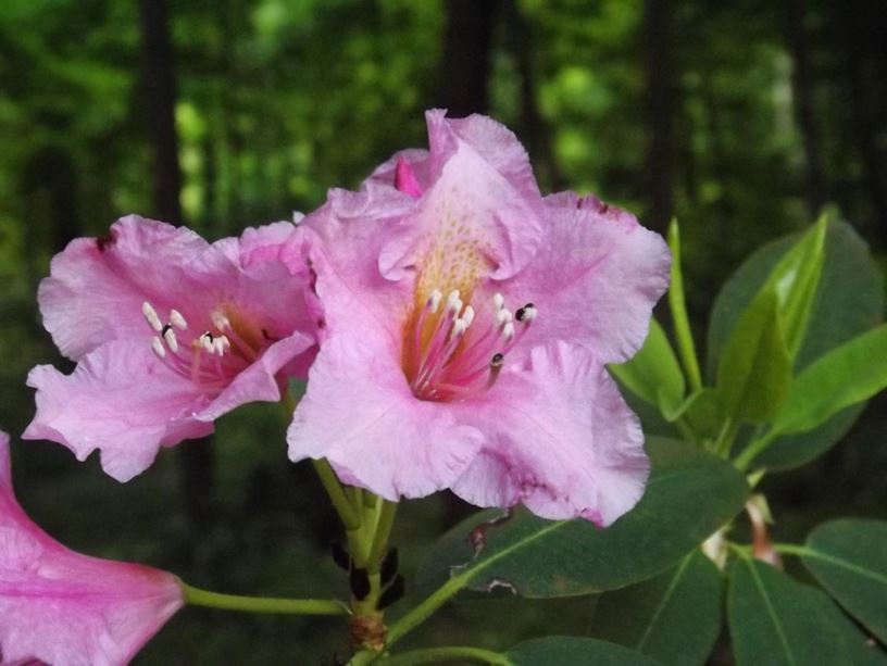 Rhododendron 'Tin Lizzie' - Tin Lizzie rhododendron
