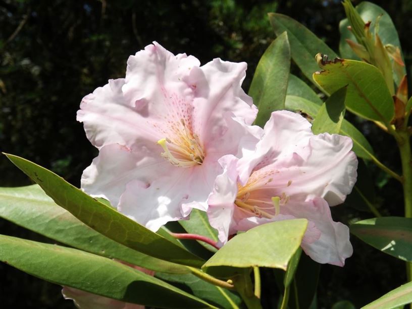 Rhododendron 'Cadis' - Cadis rhododendron