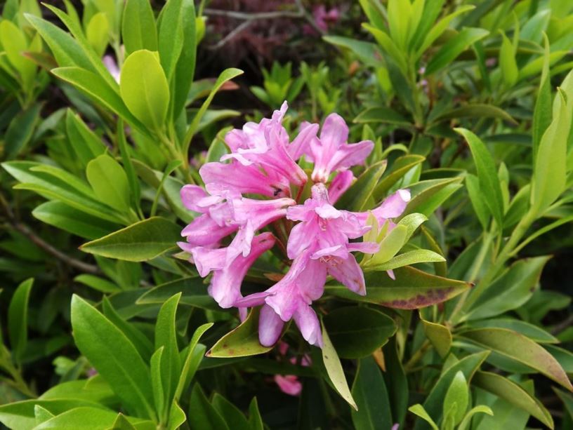 Rhododendron 'Laetevirens' - Wilson rhododendron