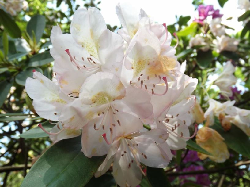 Rhododendron 'Album Elegans' - Album Elegans Rhododendron