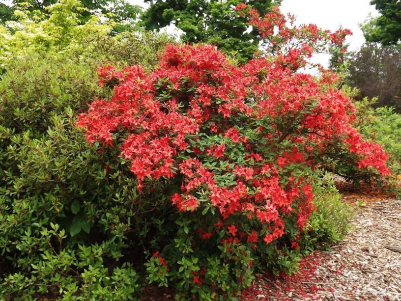 Rhododendron 'Knap Hill Red' - Knap Hill Red azalea