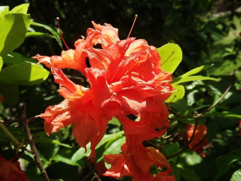 Rhododendron 'Orange Jolly' - Orange Jolly azalea
