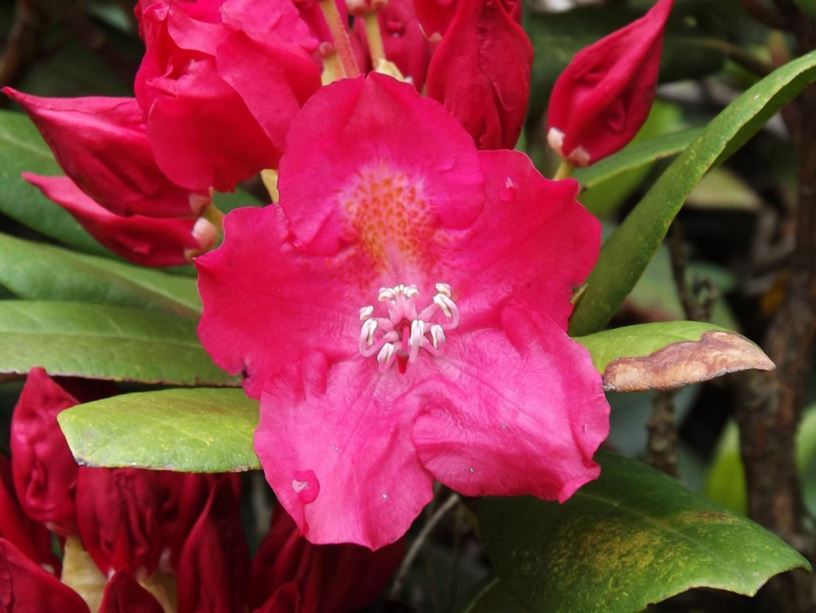 Rhododendron 'Flawless' - Flawless rhododendron