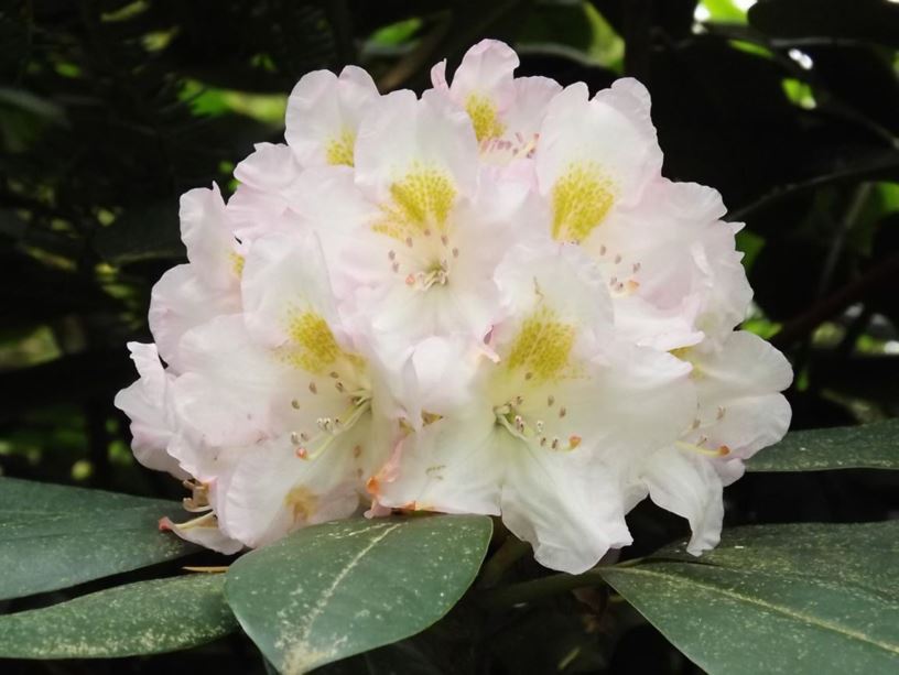 Rhododendron 'Judy Spillane' - Judy Spillane rhododendron